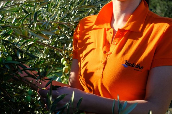 How Olive Harvesting and Olive Oil Production Works: Step by Step